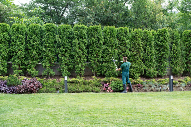 Best Tree Cutting Near Me  in Dallesport, WA